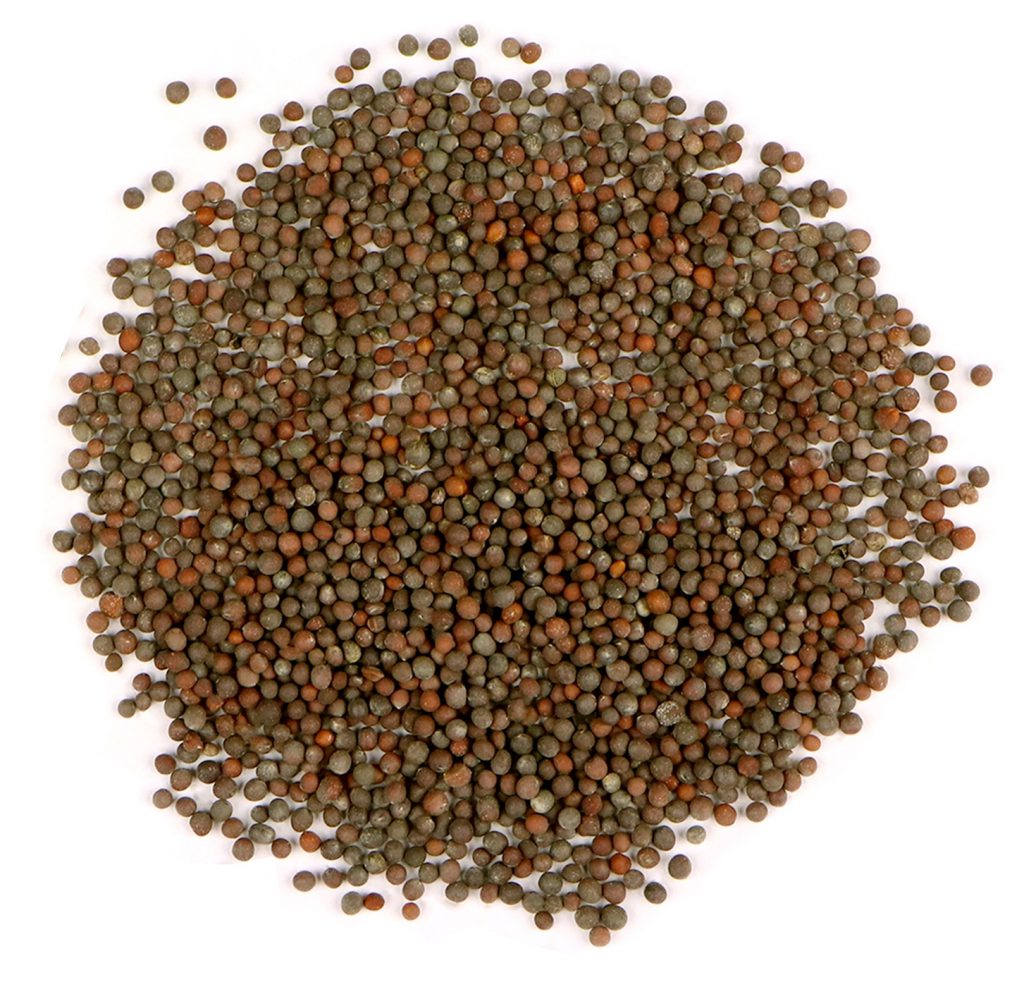 Mustard Seeds, Brown