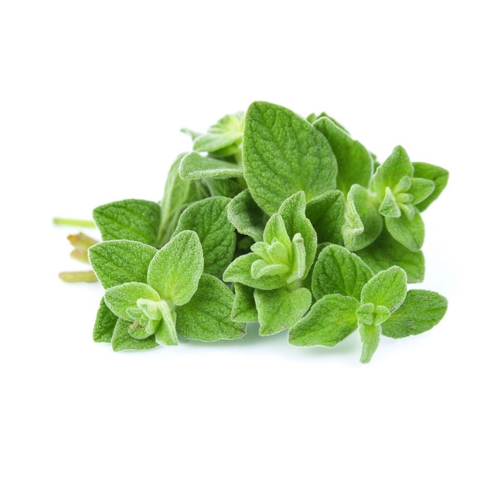 Oregano, Origanum Vulgare Seeds