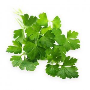 Parsley, Extra Curly, Petroselinum sativum Seeds