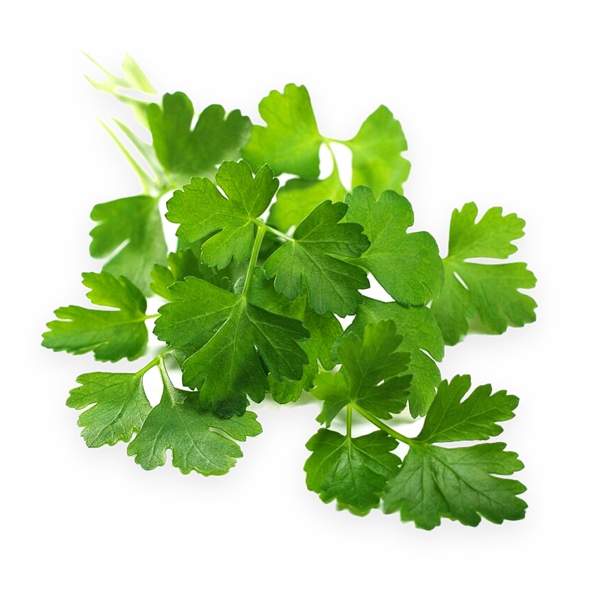 Parsley, Extra Curly, Petroselinum sativum Seeds