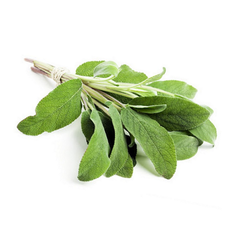 Greek Sage Seeds