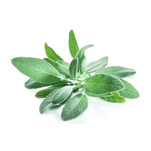 Garden Sage Seeds