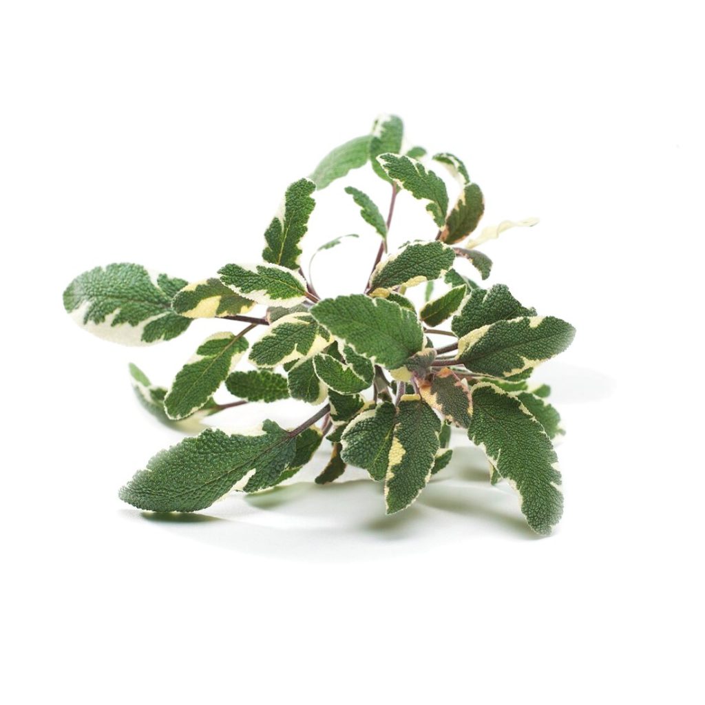 Sage, Tri-Color, Viridise Seeds