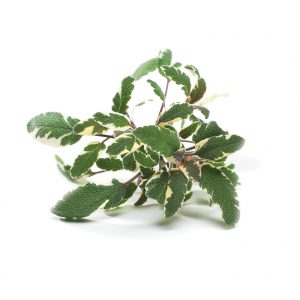Sage, Tri-Color, Viridise Seeds
