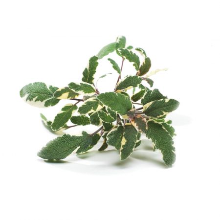 Sage, Tri-Color, Viridise Seeds