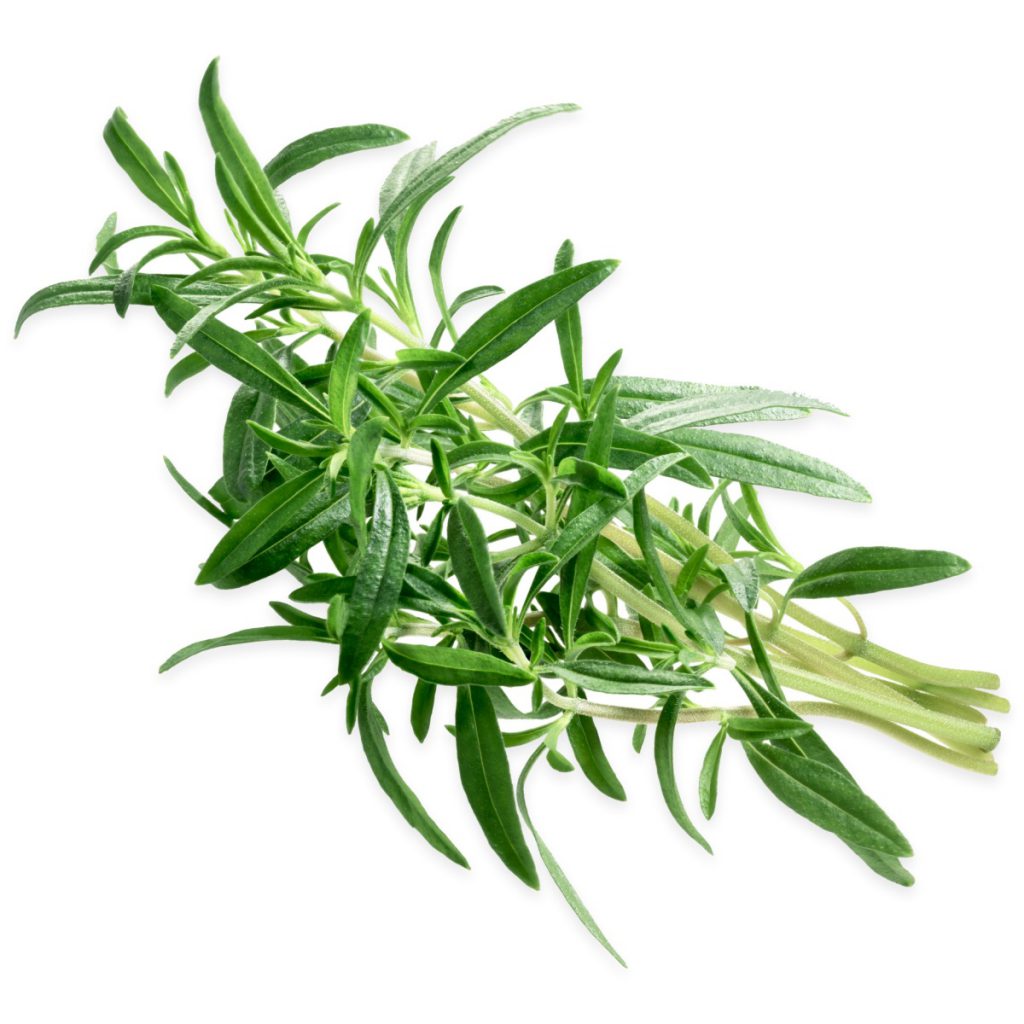 Savory, Summer, Satureja hortensis Seeds