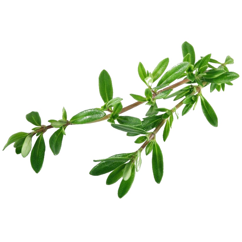 Savory, Winter, Satureja montana Seeds
