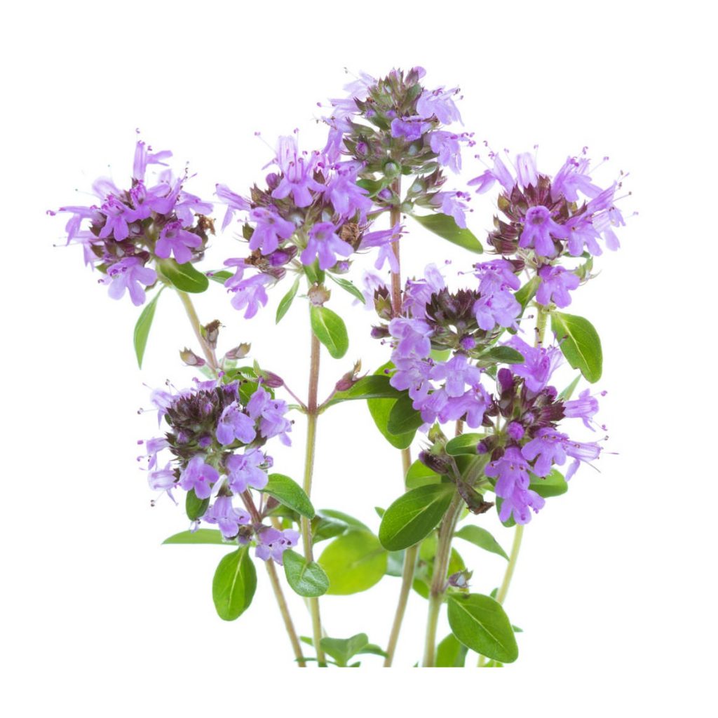 Thyme, Creeping, Thymus Seeds