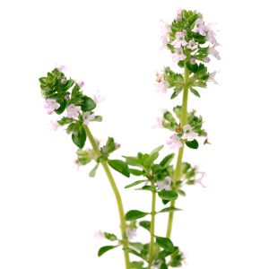 Thyme, English, Thymus Seeds