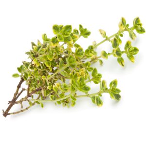 Thyme, Lemon, Thymus Seeds
