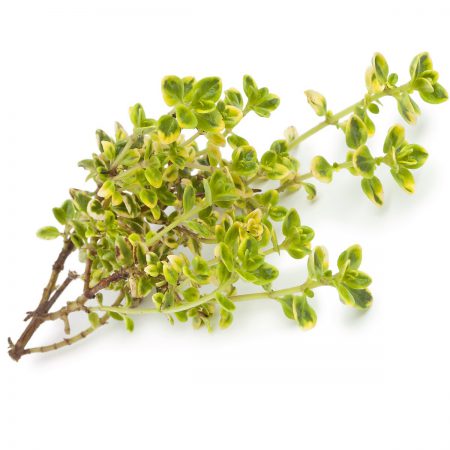Thyme, Lemon, Thymus Seeds