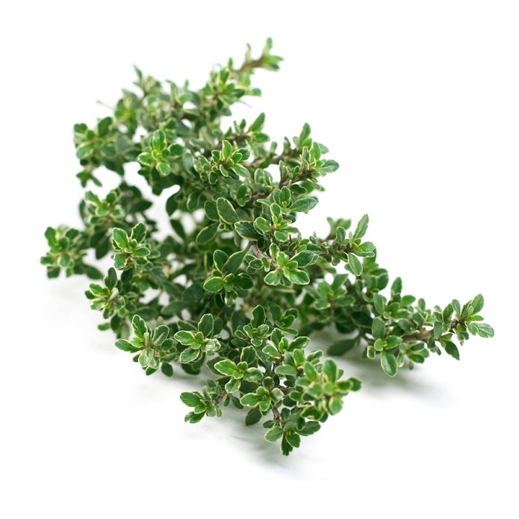 Thyme, Silver, Thymus Seeds