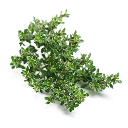 Thyme, Silver, Thymus Seeds