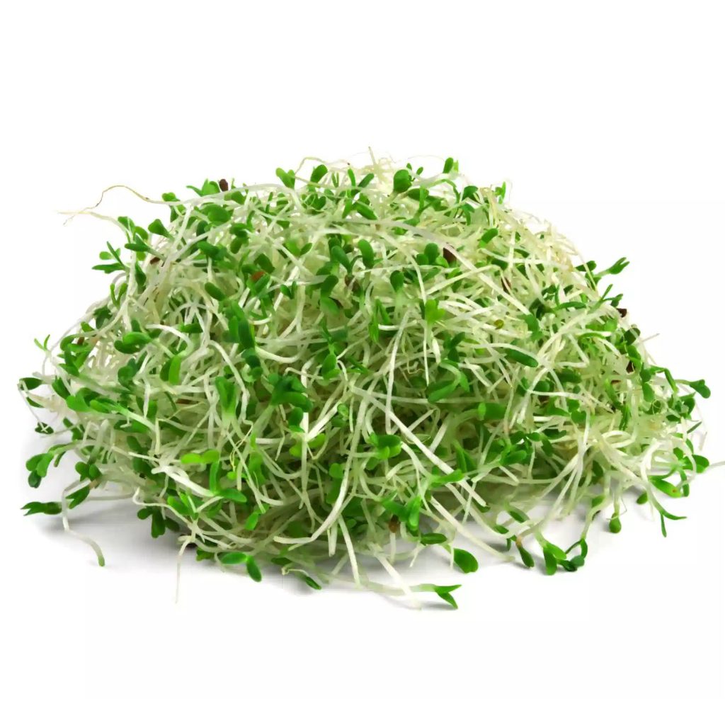 Alfalfa Organic Sprouting Seeds