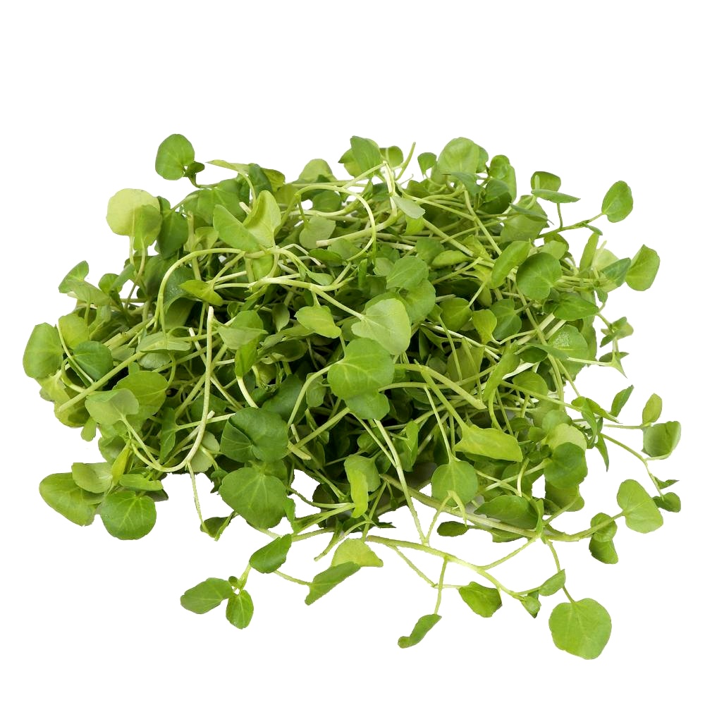 Watercress Organic Sprouting Seeds