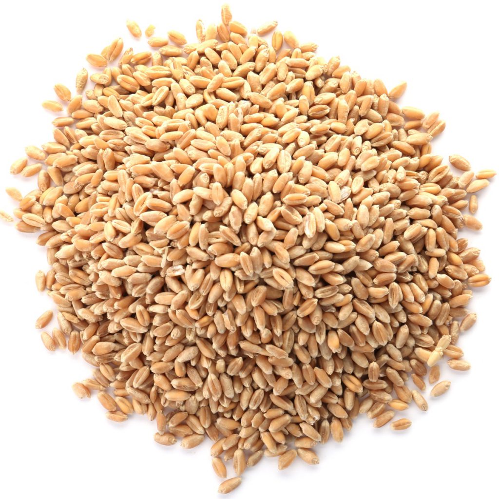 Wheat Germ Organic Sprouting Seeds