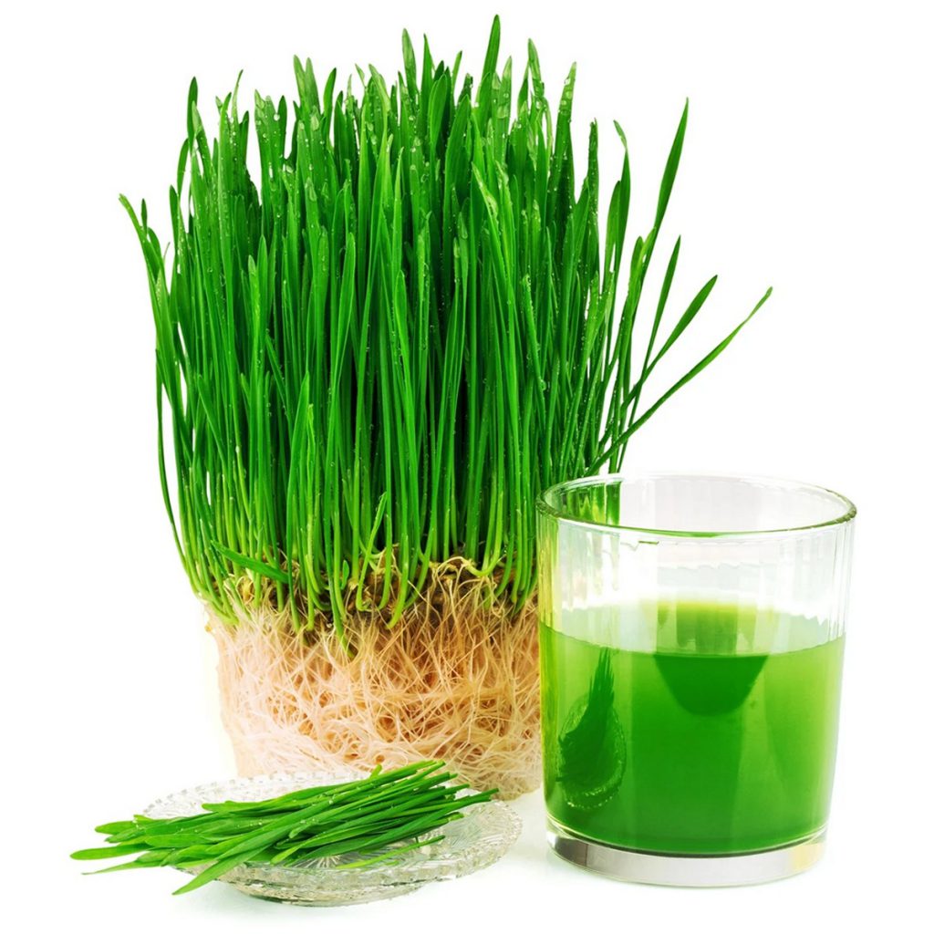 Wheat Grass Organic Sprouting Seeds