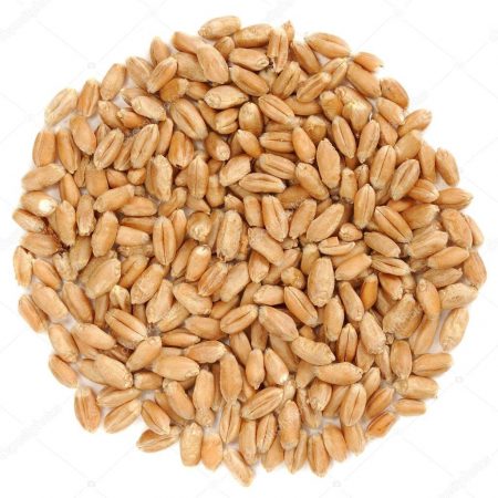 Wheat Grass Organic Sprouting Seeds