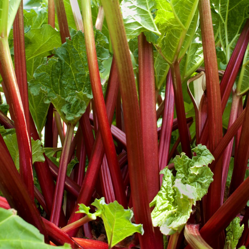 Rhubarb, Turkey Seeds