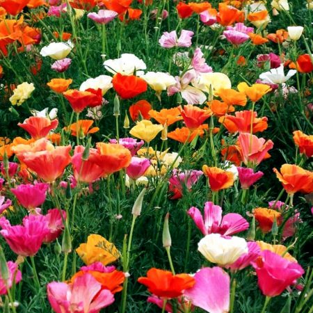 Poppy, California, Mixed Colors Seeds