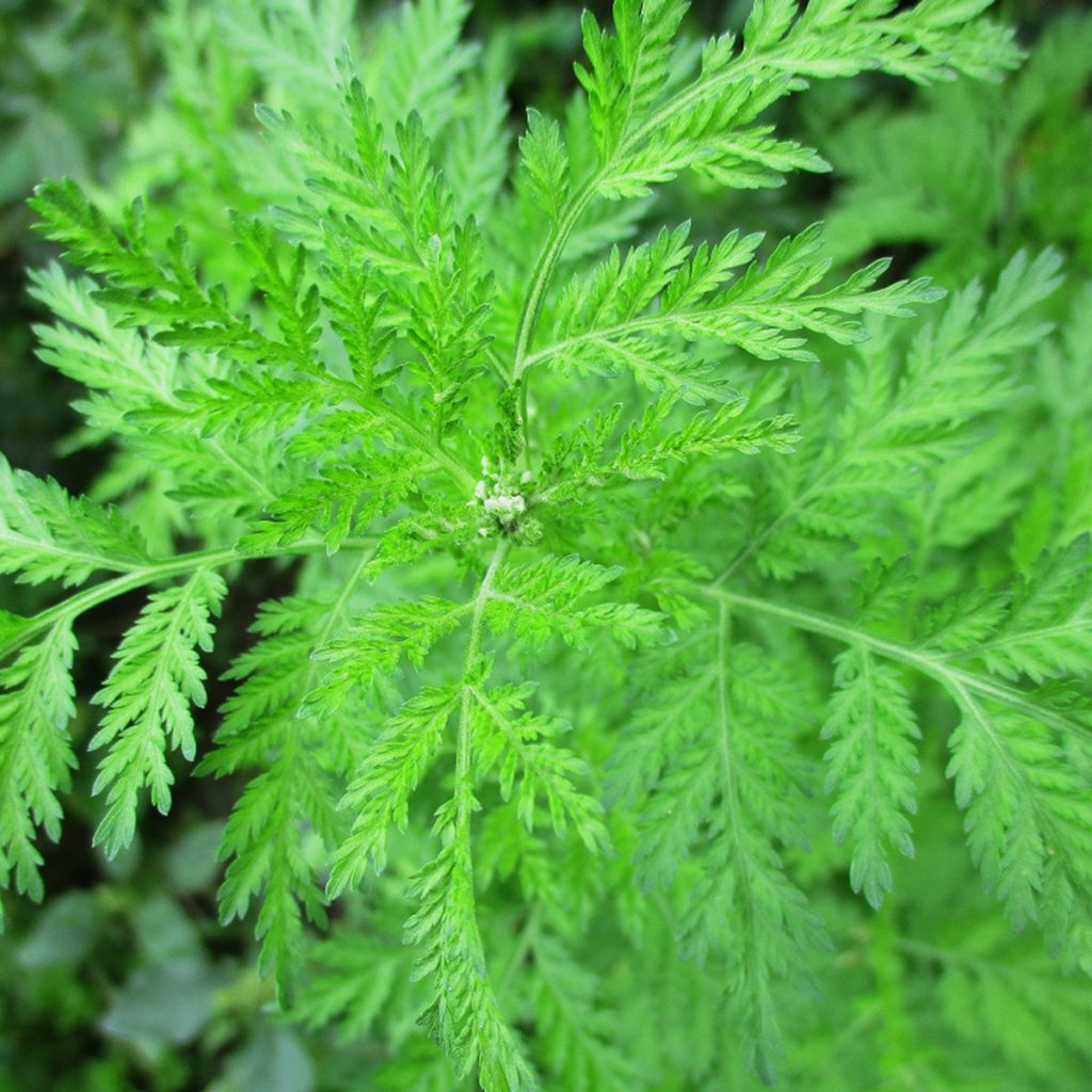 Artemisia Annua Seeds