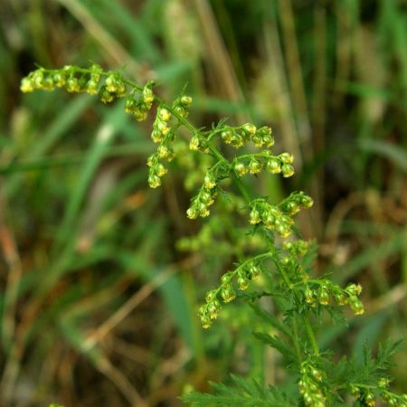 Artemisia Annua Seeds