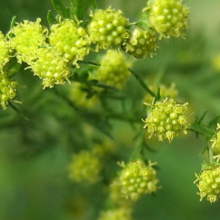 Artemisia Annua Seeds