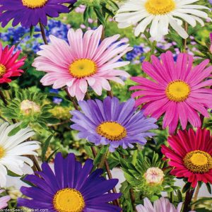 Aster, Mixed Seeds