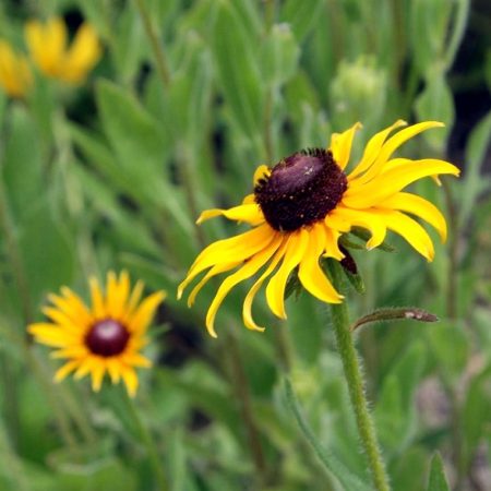 Black-Eyed Susan Seeds