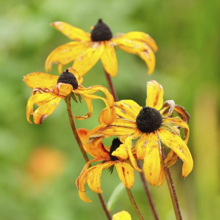 Black-Eyed Susan Seeds