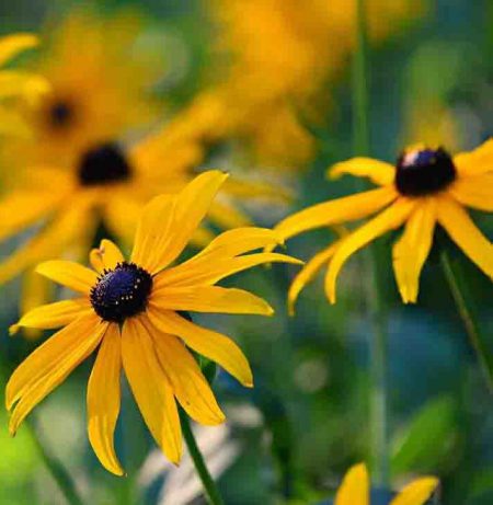 Black-Eyed Susan Seeds