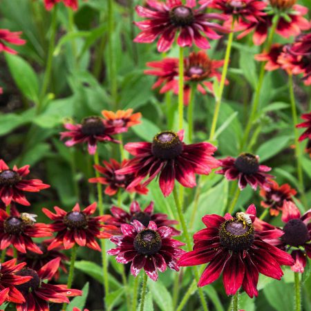 Rudbeckia (Black Eyed Susan), Cherry Brandy Seeds