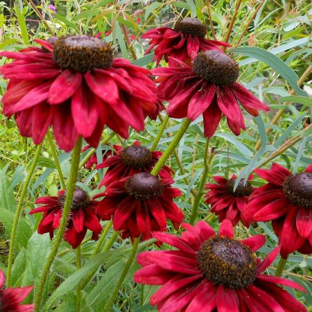 Rudbeckia (Black Eyed Susan), Cherry Brandy Seeds