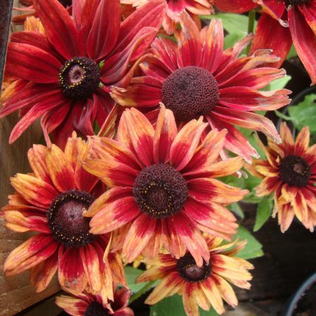 Rudbeckia (Black Eyed Susan), Cherry Brandy Seeds