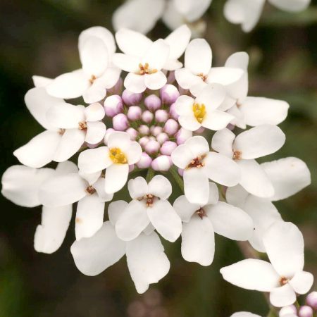 Candytuft, White Seeds