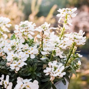 Candytuft, White Seeds