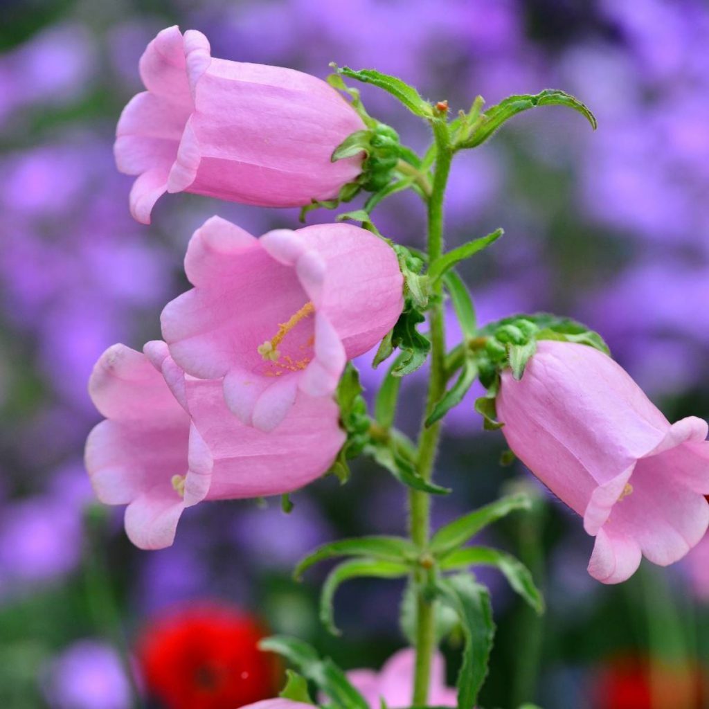 Canterbury Bells, Mixed Seeds