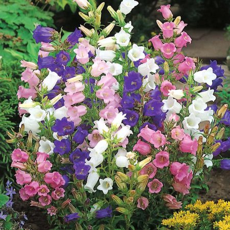 Canterbury Bells, Mixed Seeds