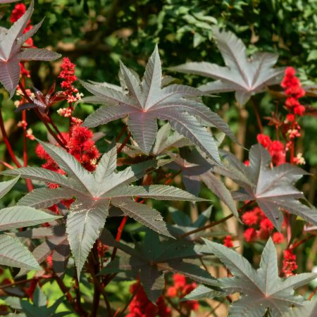 Castor Bean, Red Seeds