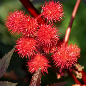 Castor Bean, Red Seeds