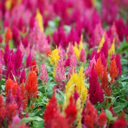 Celosia, Large Plumes, Mixed Seeds