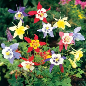 Columbine, Mixed Colors Seeds