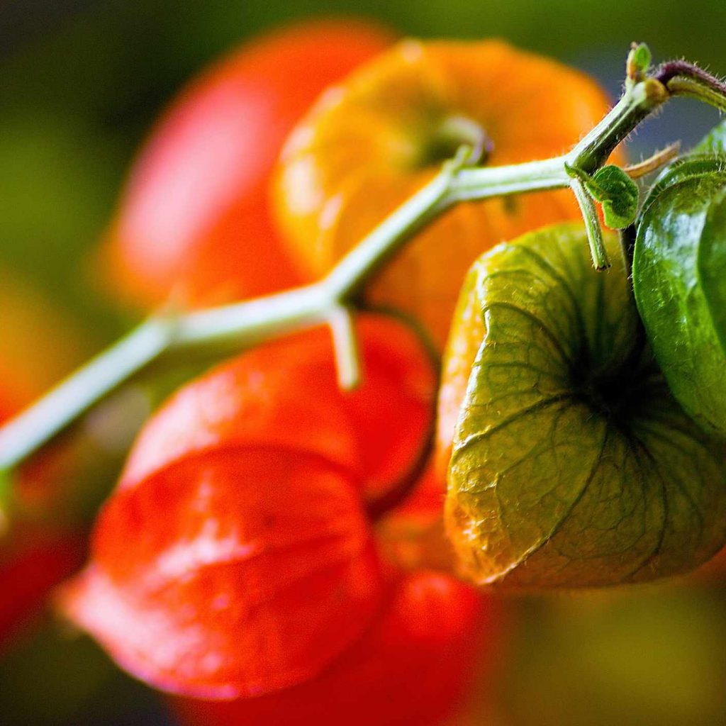 Chinese Lanterns Seeds