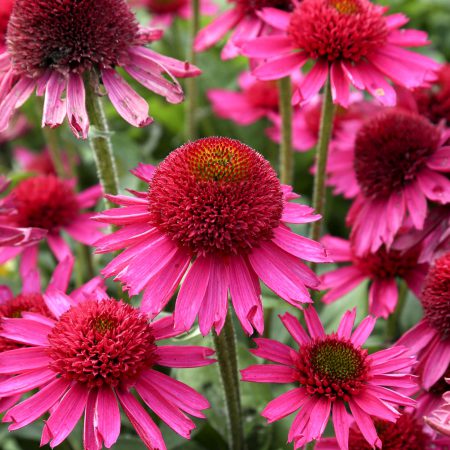 Coneflowers, Deep Pink Seeds
