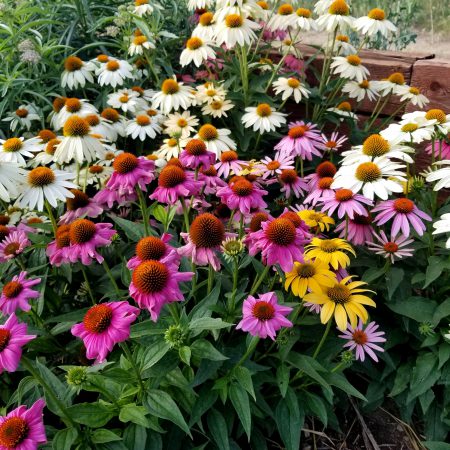 Coneflowers, Mixed Colors Seeds