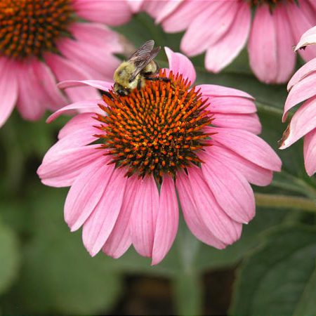 Coneflowers, Pink Seeds