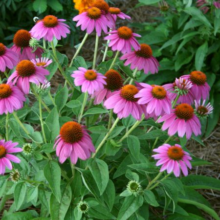 Coneflowers, Purple Seeds