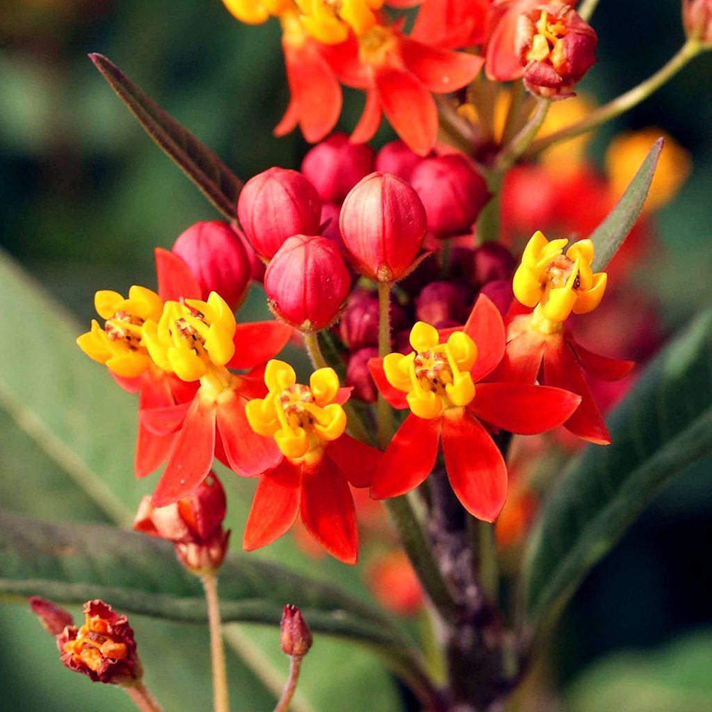 Blood Flower Seeds