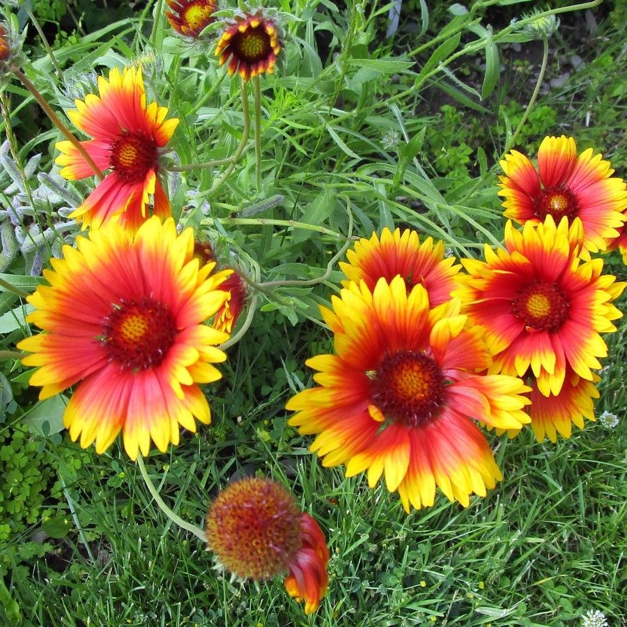 Daisies, Galiarda Seeds