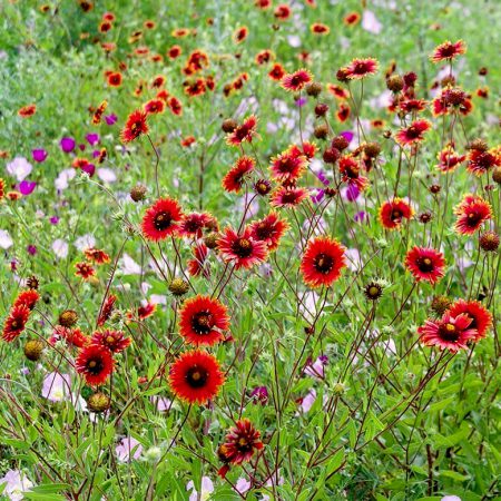 Daisies, Galiarda Seeds